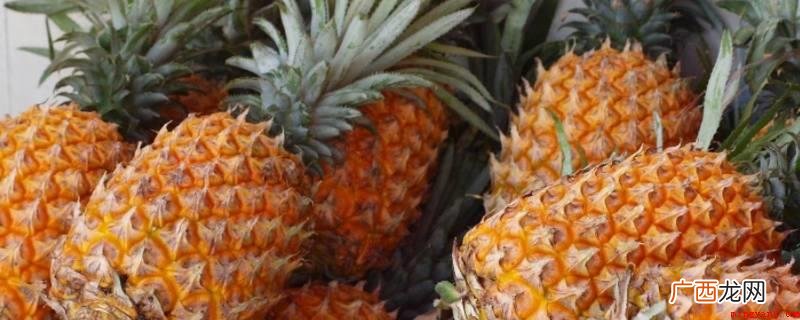 菠萝生长自然环境:菠萝有它自身的独特生长习性 菠萝季节是哪几个月