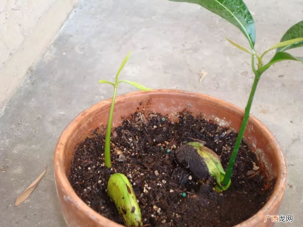芒果的种子是什么,什么品种的芒果种子大？