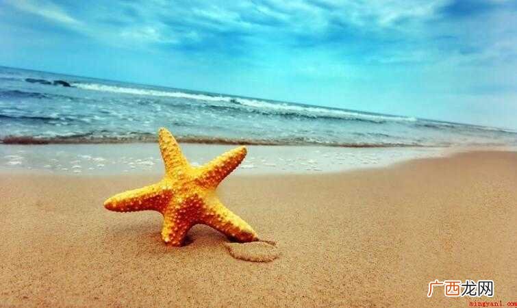 海星是否能吃的全部内容 海星能吃吗