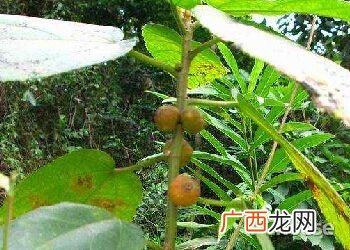 毛桃的功效与作用,毛桃什么季节最高好？
