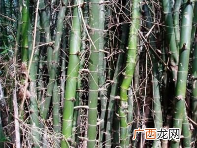竹子是什么,竹子为人类作了哪些贡献？