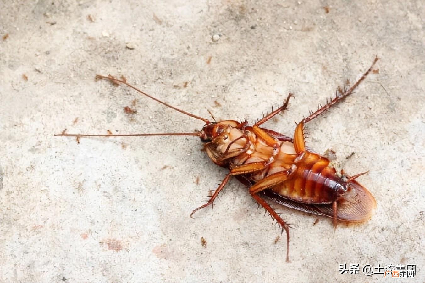 蟑螂最怕三种克星详细介绍 蟑螂克星是什么东西