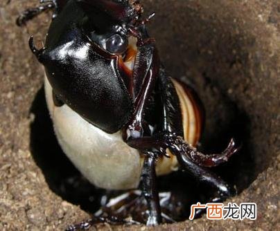双叉犀金龟是几级保护动物,独角兽昆虫是几级保护动物？
