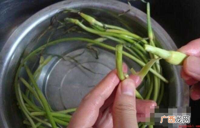蒜苗怎么切,蒜苗切的全部内容 蒜苗怎么切