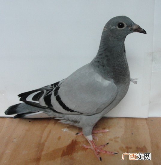 新手如何养鸽子,鸽子要怎样养？