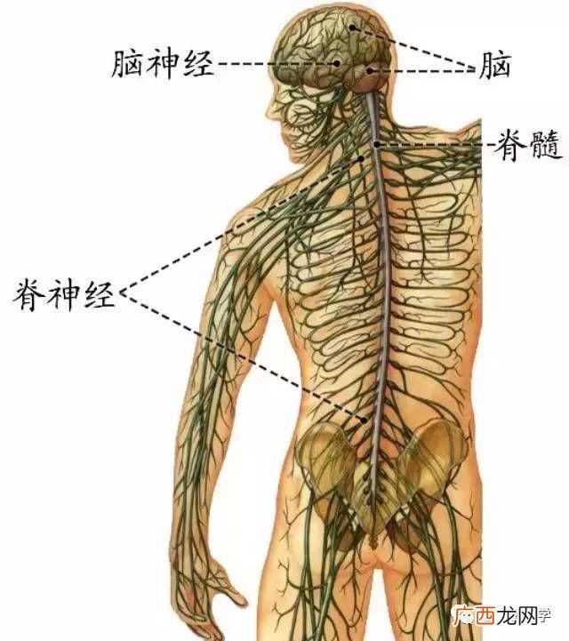 周围神经系统包括什么,周围神经病吃什么药最好？