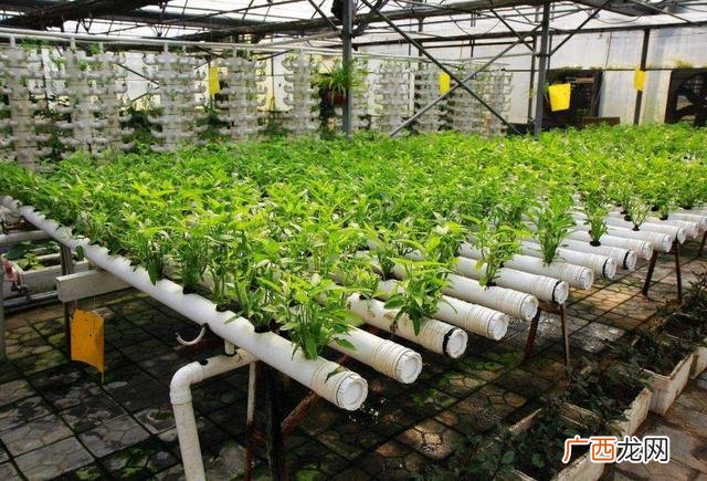蔬菜无土栽培,鱼缸无土种植蔬菜的方法?