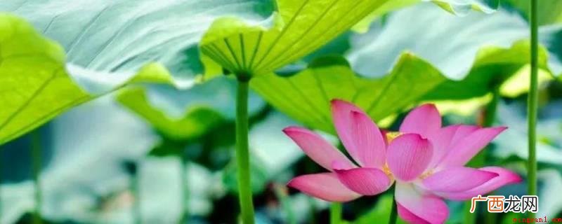 绿草如茵、烈日当空、烁玉流金、吴牛喘月、炎热 描写夏的四字词语