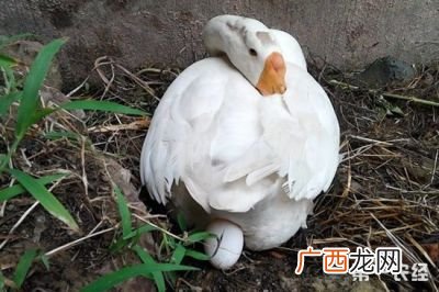 鹅什么时候下蛋,鹅什么季节下蛋勤快？