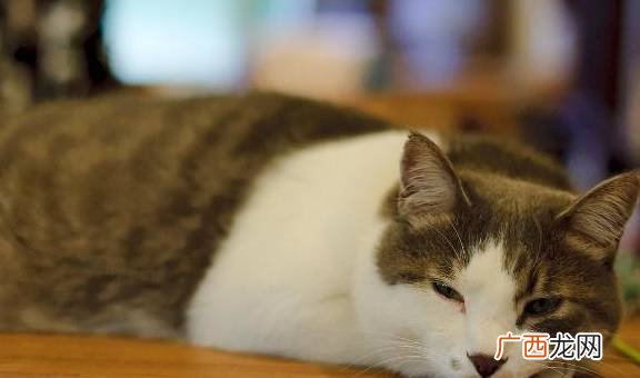为什么要给猫做绝育,母猫为什么不建议绝育？