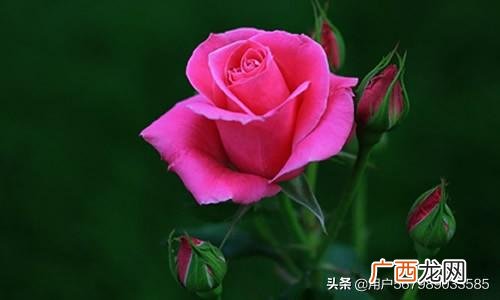 梅花在早上几点开,各种花开放的时间？