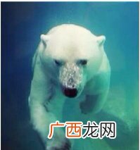 犬吠的意思犬吠出处,柴门犬吠是不是成语？