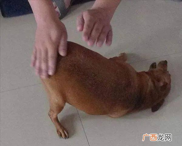 狗狗的肛门腺在哪里,狗狗屁股上有东西?