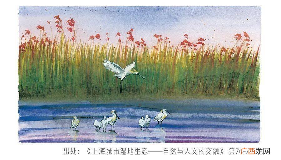 湿地形成条件,湿地形成的自然原因有哪些，越多越好？