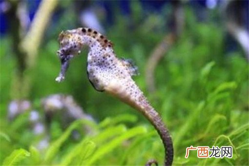 海马属于海洋鱼类吗,海马是一种鱼吗？