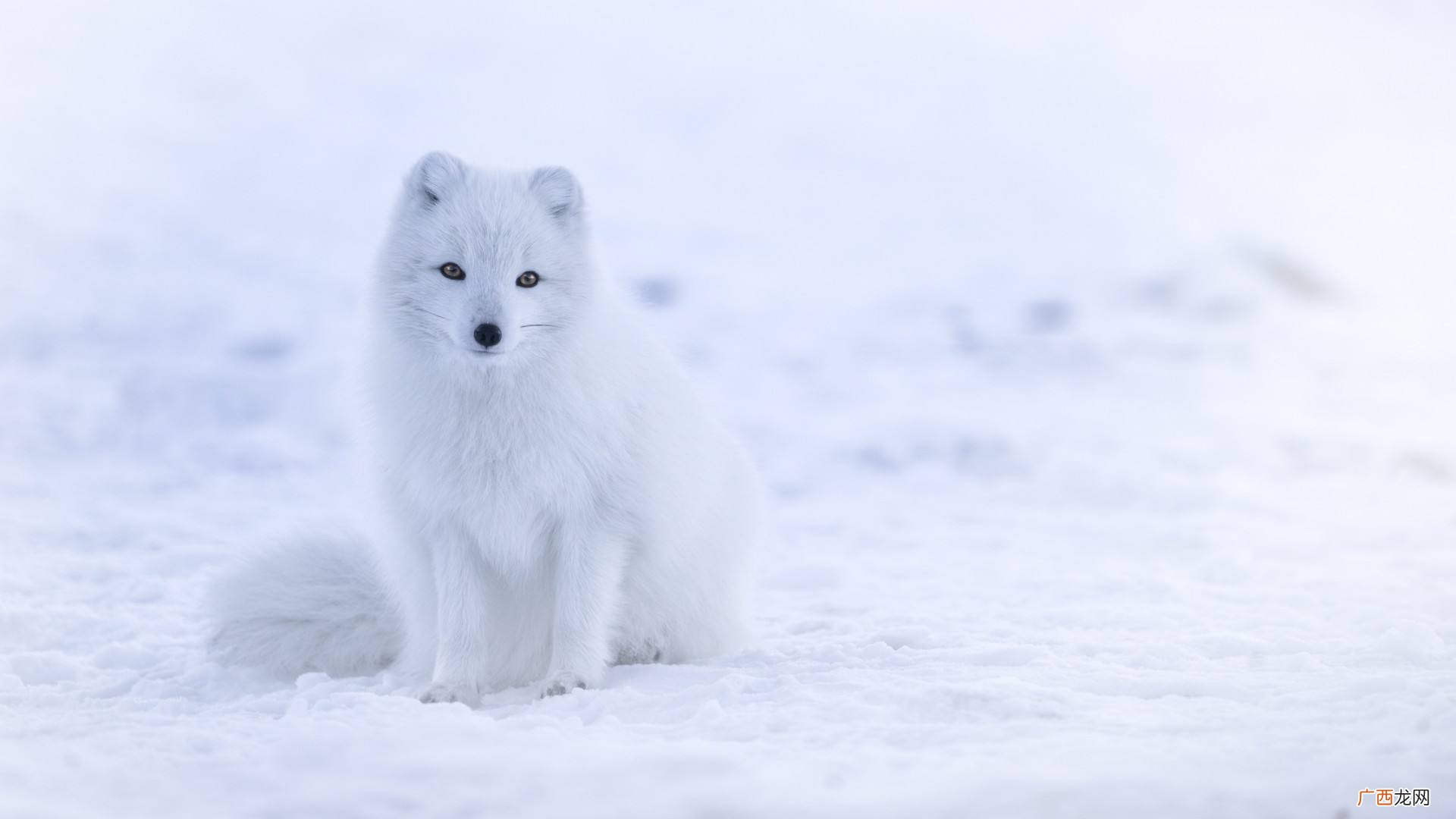 洁白的反义词,雪白的反义词是甚么标准答案？