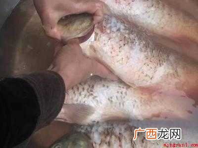 鱼下锅前怎么处理