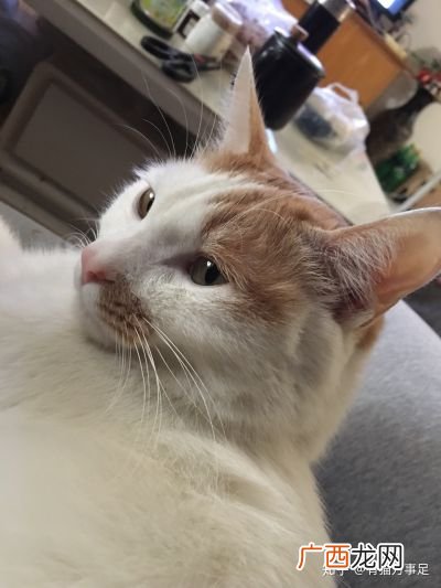 怎么给猫咪洗澡,如何自己在家给猫洗澡？