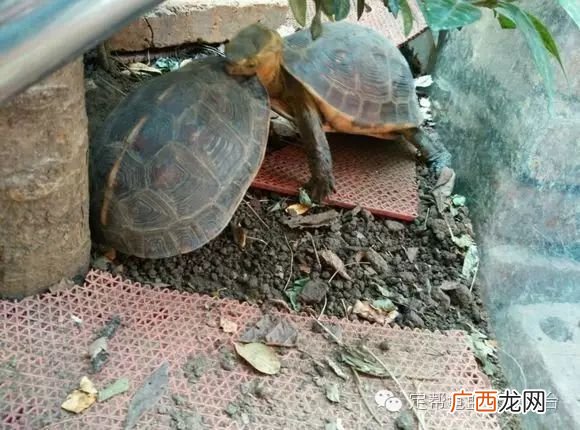 乌龟怎么冬眠,乌龟怎么冬眠?不吃东西也不动，放沙子里也不钻进去，冬天会死吗？