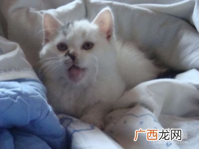 猫吐了怎么办,猫的吐在床单上如何清洗