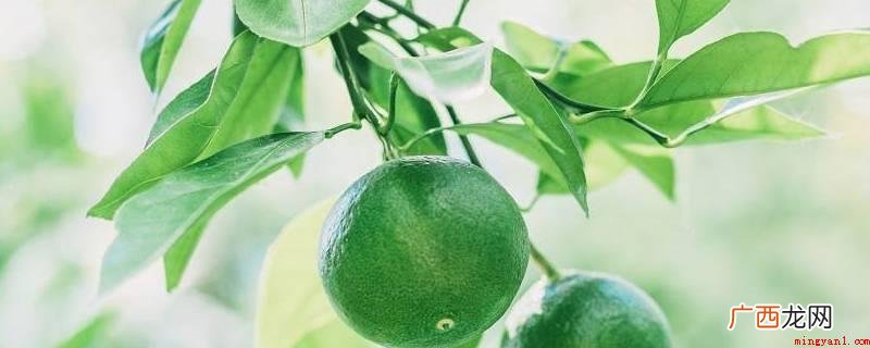 青橘子并不是性热也不是寒性的 青橘子是热性还是凉性的