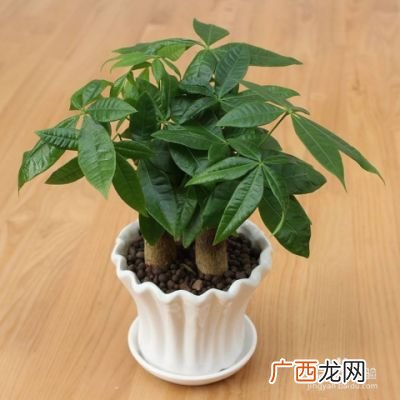 发财树怎么扦插,怎么扦插发财树？