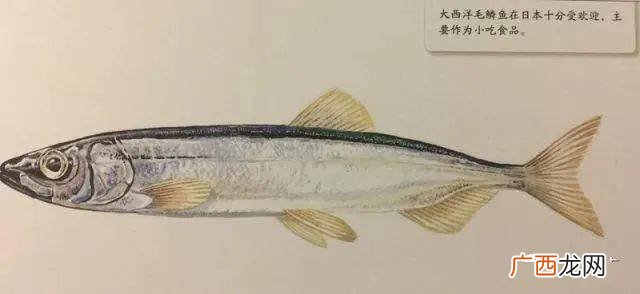 多春鱼是什么鱼,多春鱼鱼头能吃吗