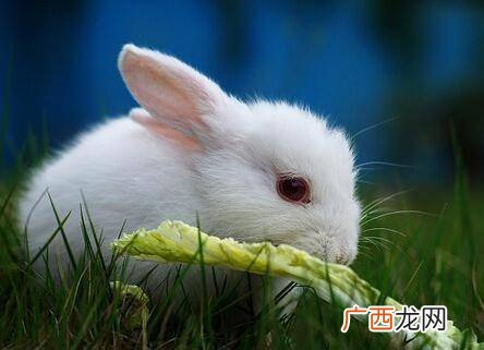 小白兔的简单介绍,介绍我的兔子用三个说明方法？