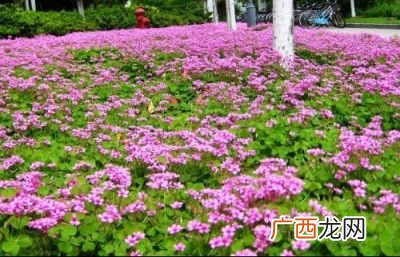 南方的地被植物有哪些,南方种植什么最赚钱，南方山地适合种植什么？