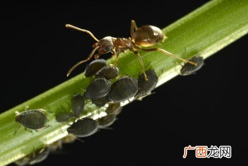 蚂蚁是昆虫吗是益虫还是害虫,蝴蝶和蚂蚁为什么不是益虫？