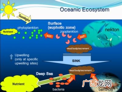 海洋生态系统包括哪些,海洋生态系统概念是什么？