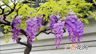 关于紫藤花的诗句,形容雨中紫藤花优美诗句?