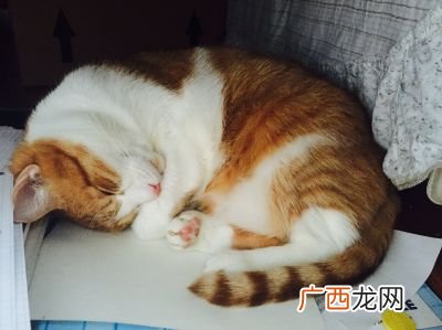 猫会放屁吗,三个月的小猫总放屁是什么原因？