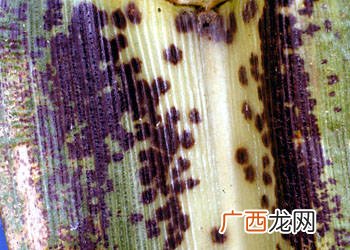 真菌界分为几个门,生物的科属目区分？
