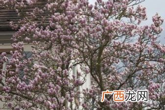 玉兰树是什么植物,玉兰树的特点？