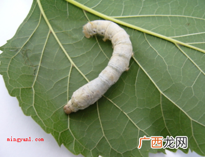 春蚕是勤快、爱岗敬业、聪慧的人的代表 春蚕具有怎样的象征意义？