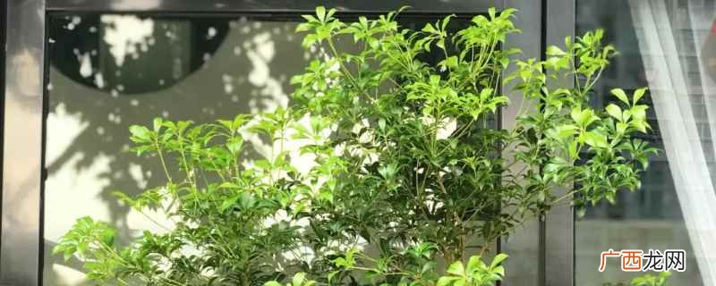 马醉木需要30cm高的花瓶 80cm马醉木需要多高的花瓶