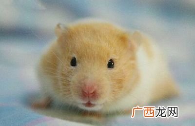 仓鼠很臭怎么办,仓鼠发臭了怎么办？