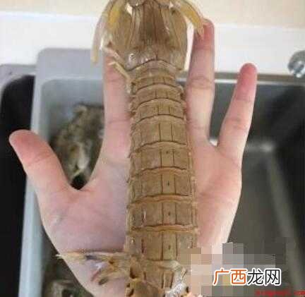 皮皮虾怎么处理虾线