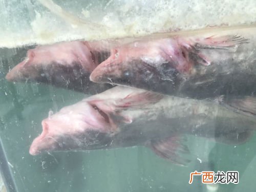 鮰鱼是海鱼还是河鱼,鮰鱼有鱼腥线吗？