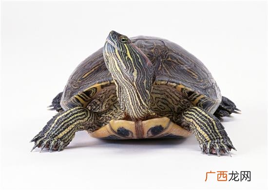 乌龟如何饲养,乌龟怎么养？