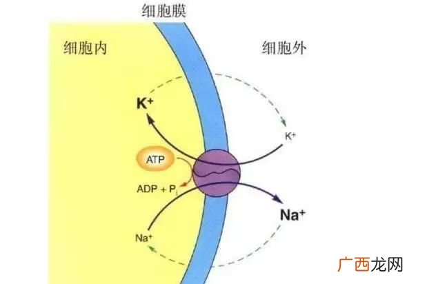 细胞膜上钠泵活动的生理意义,为什么兴奋会使细胞膜通透性增强?