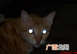 猫的眼睛在夜里闪闪发光主要是因为眼睛什么
