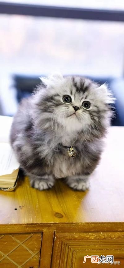 拿破仑猫是什么品种,什么是玳瑁拿破仑猫？