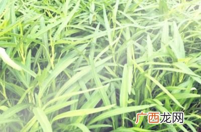 空心菜种植时间和方法,重庆空心菜种植时间和方法？