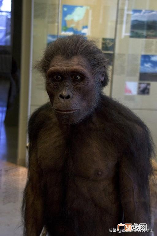 从猿人到人类的进化经历了多少年,猿人进化到现代人类用了多少年？