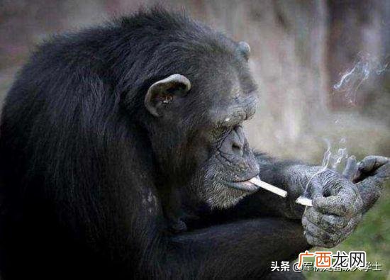 从猿人到人类的进化经历了多少年,猿人进化到现代人类用了多少年？