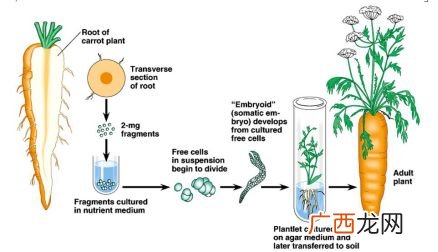 植物组织培养的理论基础是什么,动物细胞是否具有全能性？