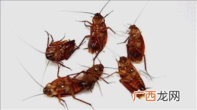 预防蟑螂的方法,怎么防止蟑螂进入家中？