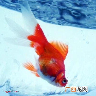 金鱼的记忆力不仅有七秒钟,依据生物学家科学研究 金鱼的记忆只有七秒钟吗？